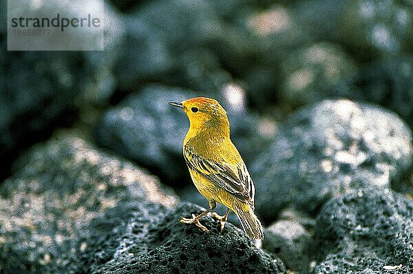 Gelbspötter (dendroica petechia)  Erwachsener auf Stein  Galapagos