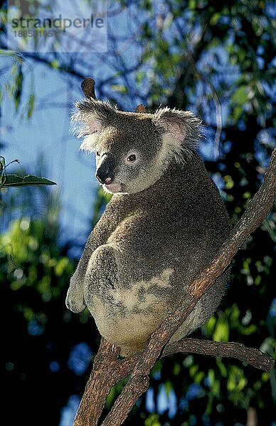 Koala (phascolarctos cinereus)  Erwachsener auf Ast