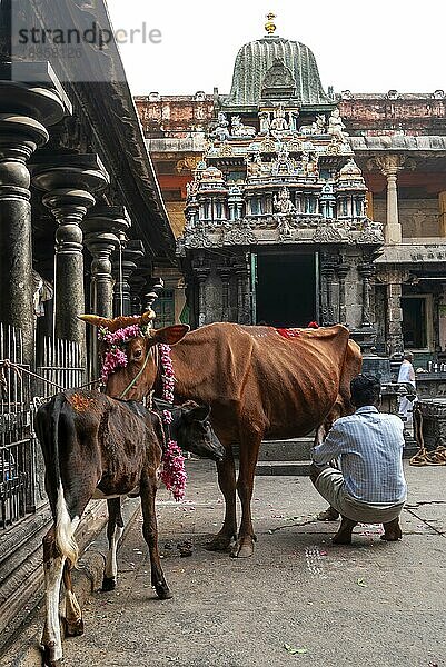 Melkkuh für Pooja  Thillai Nataraja-Tempel in Chidambaram  Tamil Nadu  Südindien  Indien. einer der fünf Pancha Bhoota Sthalams