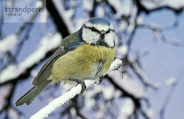 Blaumeise (parus caeruleus)  ERWACHSENE STEHEND AUF BRANSCH MIT SCHNEE