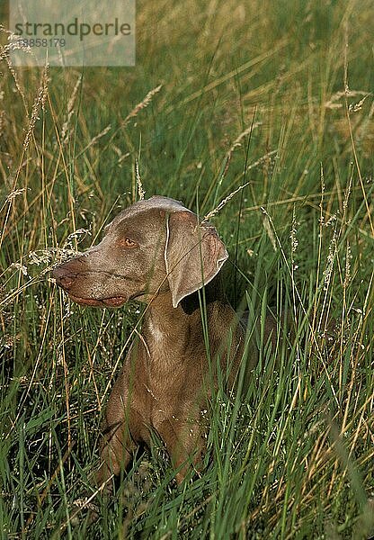 Weimaraner Vorstehhund  erwachsen liegend im langen Gras