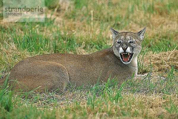 Puma (puma concolor)  ERWACHSENER IN BEDROHUNGSHALTUNG