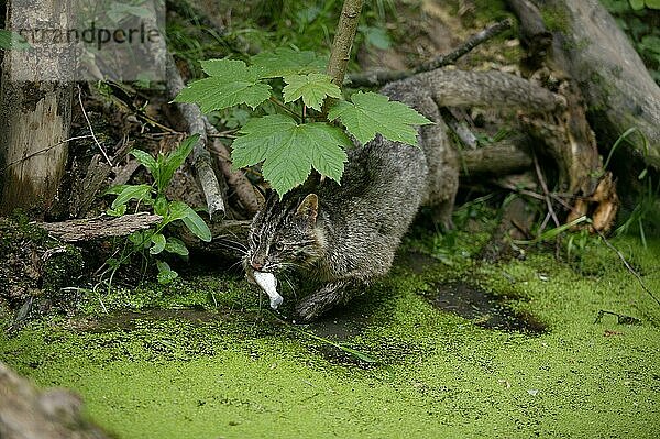 Leopardkatze (prionailurus bengalensis)  Erwachsener Fischfang  Fischfang