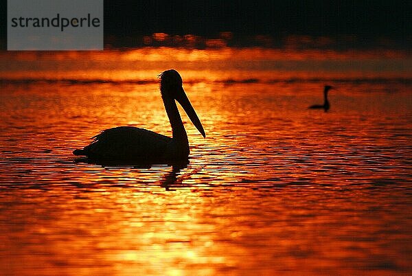 Krauskopfpelikan (Pelecanus crispus)  Pelikan  seitlich  Griechenland  Europa