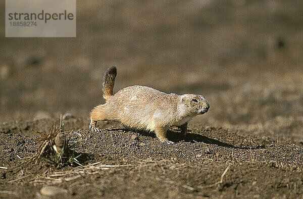 Schwarzschwanz-Präriehund (cynomys ludovicianus)  Erwachsen