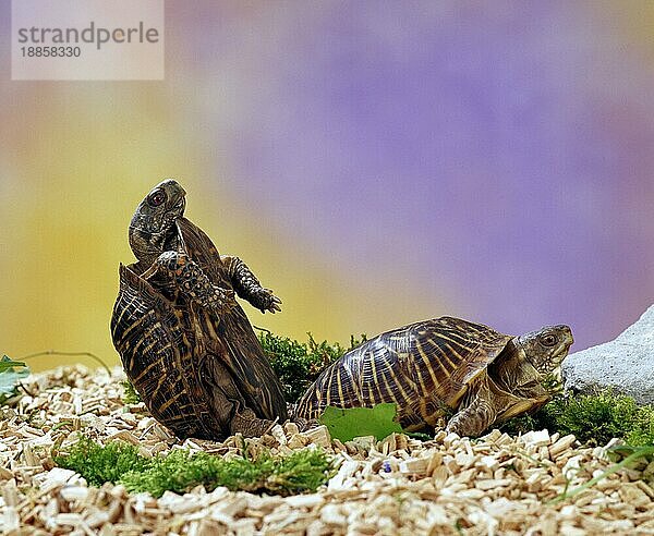 Ornate Box Turtles  pair  mating (Terrapene ornata)  Schmuck-Dosenschildkröten  Paar  kopulierend  Schmuck-Dosenschildkröte