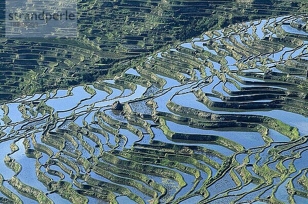 Reisterrassen  Huangcaoling  Yuangyan  Reisfeld  Reisfelder  China  Asien