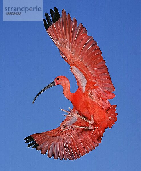 Scharlachibis (eudocimus ruber)  Erwachsener im Flug