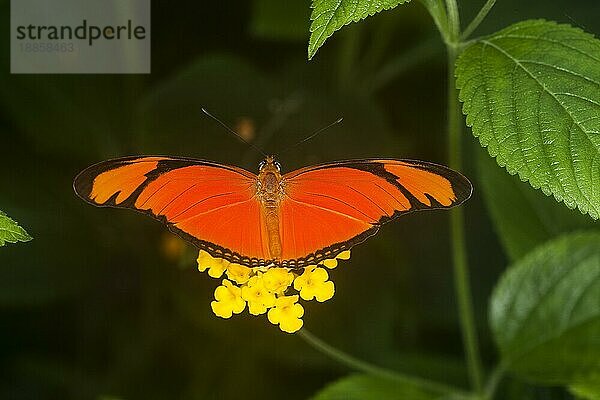 Julia Schmetterling  dryas julia  Erwachsener stehend auf gelber Blüte