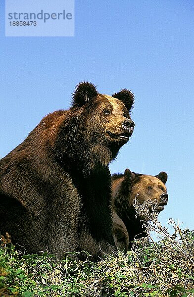 Braunbär (ursus arctos)  erwachsen