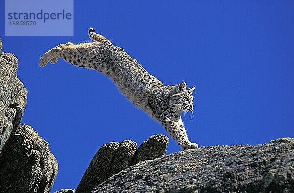 BOBCAT (lynx rufus)  ERWACHSENER AUF FELSEN SPRINGEND  KANADA