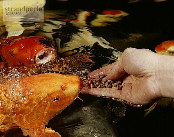 Kois beeing hand-feeded  Koikarpfen (Cyprinus carpio) werden von Hand gefüttert  asia  Andere Tiere  other animals  Heimtier  Haustier  pet  Fische  fish  füttern  Mensch & Tier  human & animal  Querformat  horizontal  adult  zwei  two