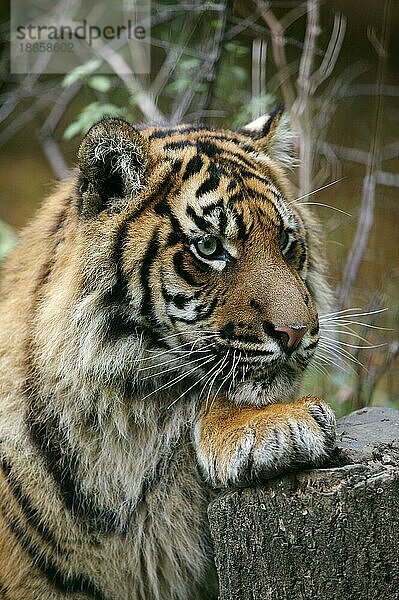 Sumatra-Tiger (panthera tigris sumatrae)  Porträt eines Erwachsenen