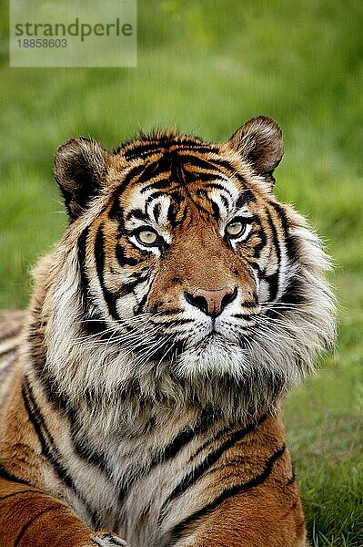 SUMATRAN-TIGER (panthera tigris sumatrae)  PORTRAIT EINES ERWACHSENEN