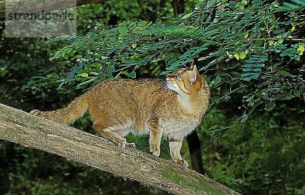 EUROPÄISCHE WILDCATTE (felis silvestris)  ERWACHSENER AUF EINEM BRANSCH STEHEND