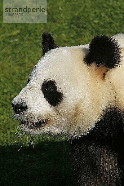 Großer Panda (ailuropoda melanoleuca)  Porträt eines Erwachsenen