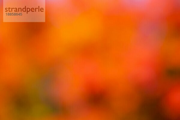 Hintergrund bunter Baum mit Herbstlaub