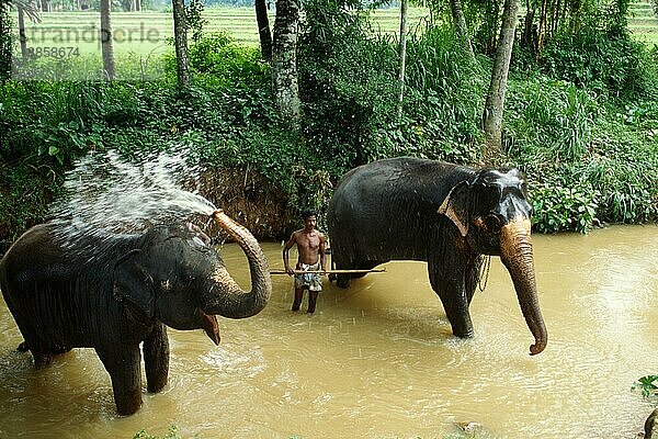 Mahout und Asiatische Elefanten (Elephas maximus)  Pinnawela  Sri Lanka  Asien