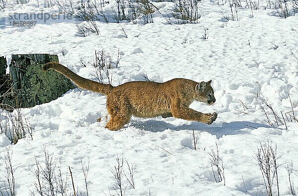 Puma (puma concolor)  ERWACHSENER LÄUFT DURCH DEN SCHNEE  MONTANA