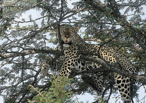 LEOPARD (panthera pardus)  ERWACHSENER RUHEND IM BAUM  NAKURU PARC  KENIA