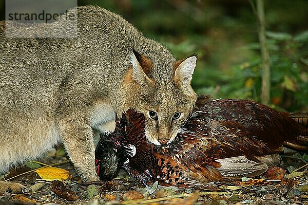 Dschungelkatze (felis chaus)  ERWACHSENER MIT GEMEINSAMEM PFLANZENKOPF