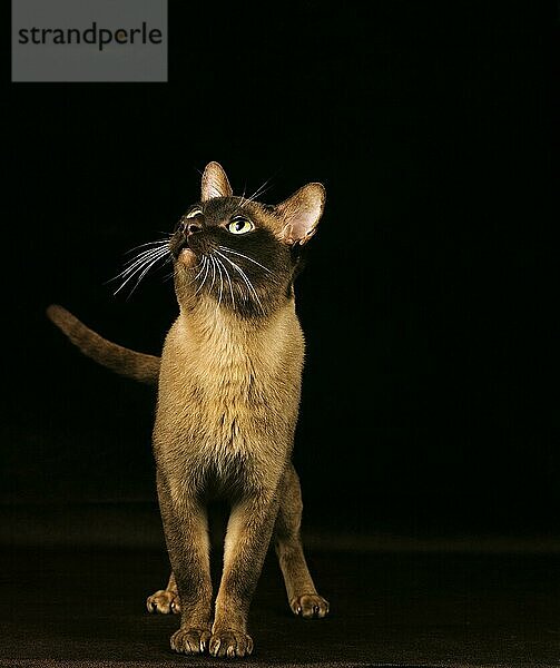 Schokolade Burmese Hauskatze  Erwachsene gegen schwarzen Hintergrund