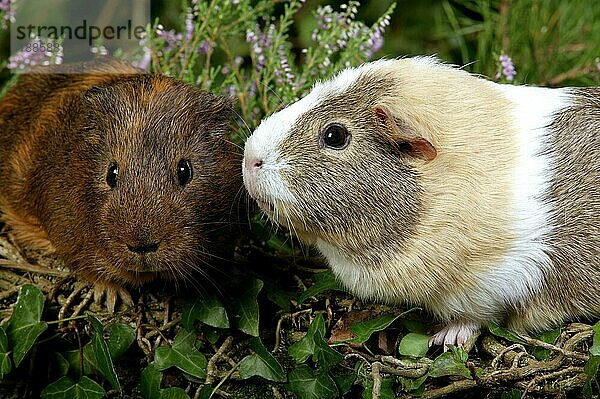 Meerschweinchen (cavia porcellus)  Erwachsene in Heizungen