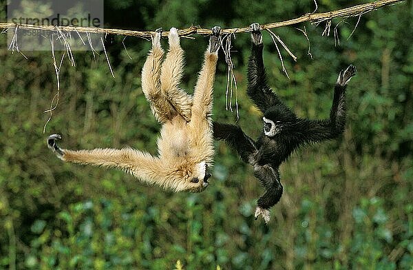 WEIßHÄNDIGER (hylobates lar) GIBBON  ERWACHSENE HÄNGEN VON LIANA