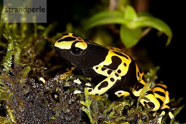 GELBGEBUNDENER Gelbgebänderter Baumsteiger (dendrobates leucomelas)  ERWACHSENER