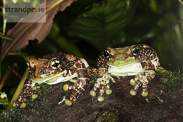 Amazonas-Milchfrosch (phrynohyas resinifictrix)  Erwachsener auf Moos