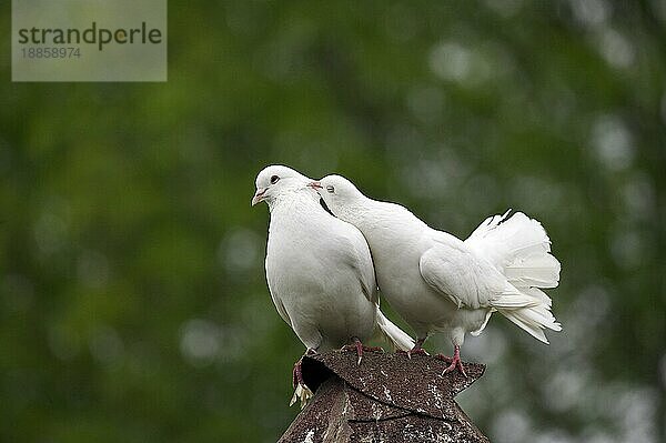 Weiße Fantail-Taube  Erwachsene  Normandie