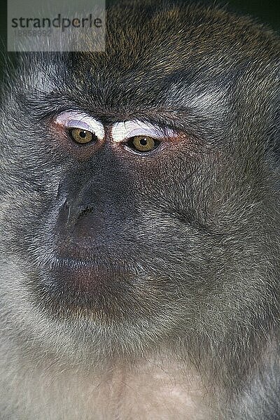 Langschwanzmakak (macaca fascicularis)  Porträt eines Erwachsenen