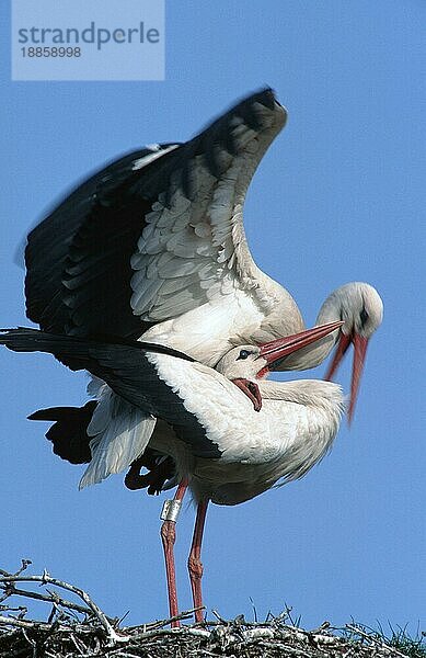 Weißstorch (Ciconia ciconia)  Paar  Paarung  Brandenburg  Seite  Deutschland  Europa