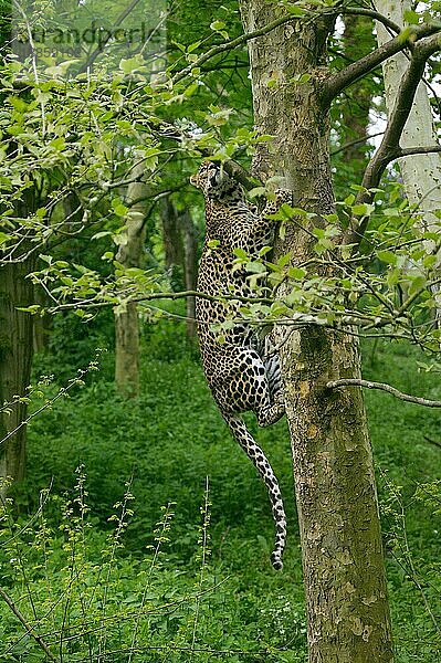 Ceylon-Leopard (panthera pardus kotiya)  ERWACHSENER KLIMMER AUF DEM BAUMSTAMM