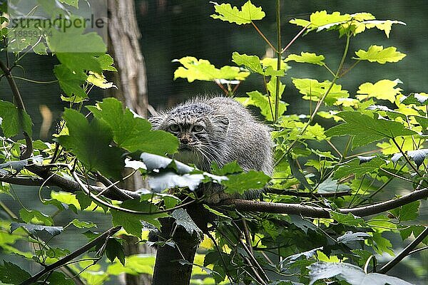 MANUL- ODER Manul (otocolobus manul)  ERWACHSENER AUF DEM BRANSCH STEHend