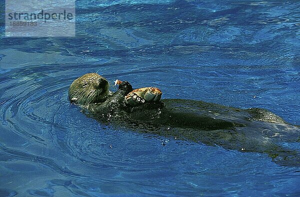 Seeotter (enhydra lutris)  Erwachsener auf dem Rücken  Krabben fressend 067731 Gerard LACZ Images