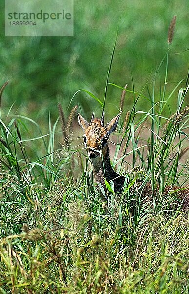 KIRK'S DIK DIK (madoqua kirkii)  ERWACHSENE CAMOUFLAGED IN LANGEM GRAS  KENIA