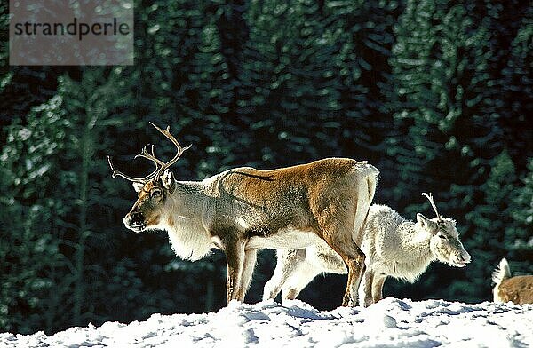 Rentier (rangifer tarandus)  ERWACHSENE AUF SCHNEE STEHEND