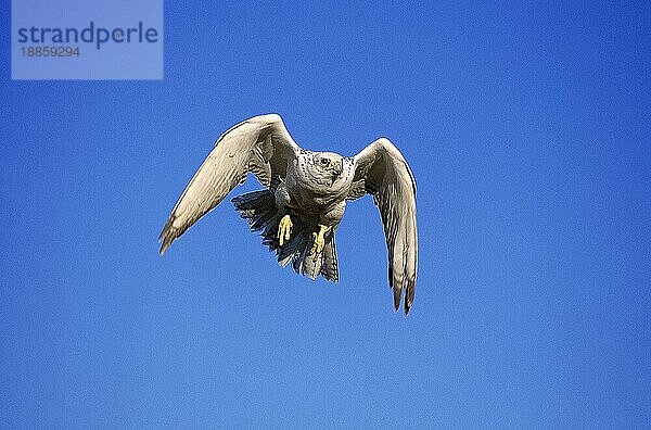 Gyrfalke (falco rusticolus)  Erwachsener im Flug  Kanada  Nordamerika