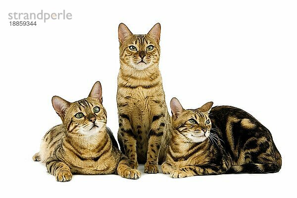 Braun gepunktet Tabby und braun marmoriert Tabby bengalische Hauskatze  Erwachsene gegen weißen Hintergrund