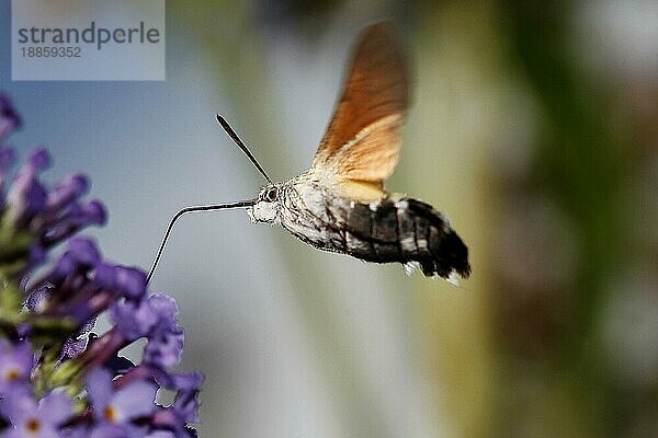 Kolibri-Schwärmer (macroglossum stellatarum)  Erwachsener im Flug  Fütterung an Blüte  Normandie