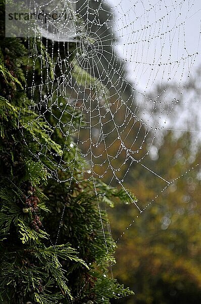 Spinnennetz einer Kreuzspinne mit Tautropfen