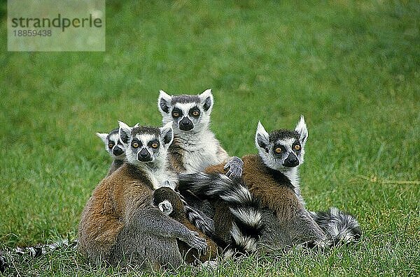 RINGSCHWANZLEMUR (lemur catta)  GRUPPE VON ERWACHSENEN AUF GRAS