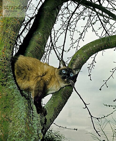 Seal Point Siamkatze  Erwachsene stehend im Baum