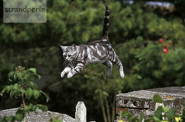 Amerikanisch Kurzhaar Hauskatze  Erwachsener Springt von der Wand