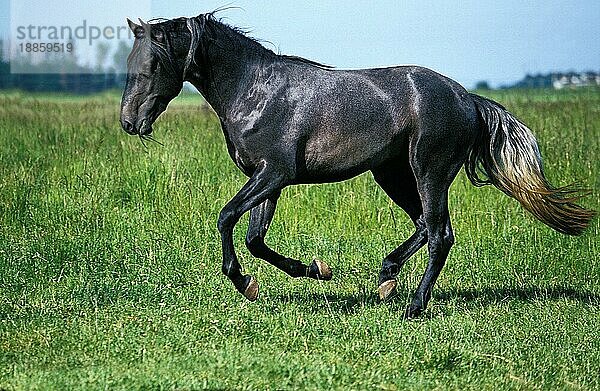 Lusitano Pferd  Erwachsener Galoppierend durch Wiese