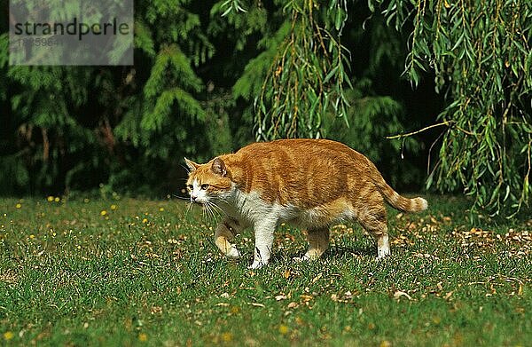 ROT-WEISSE HAUSKATZE  ERWACHSEN  STEHEND IM GRAS