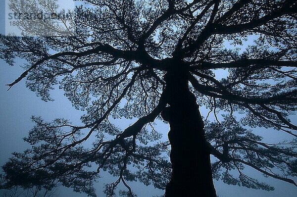 Baum im Nebel  Huangshan  Anhui  Huang Shan  Gelbe Berge  China  Asien