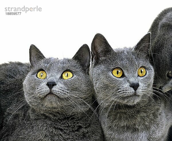 Chartreux Hauskatze gegen weißen Hintergrund