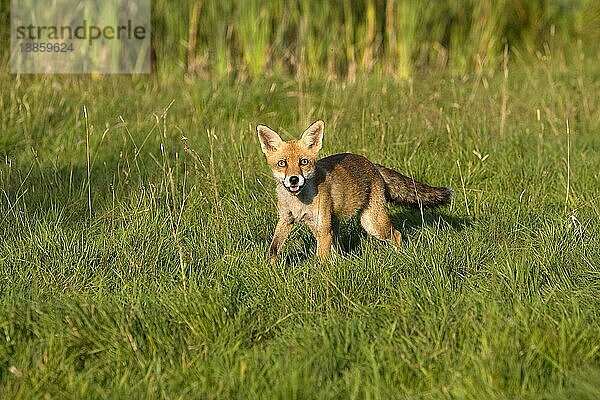 ROTFUCHS (vulpes vulpes)  ERWACHSENER AUF GRAS STEHEND  NORMANDY IN Frankreich